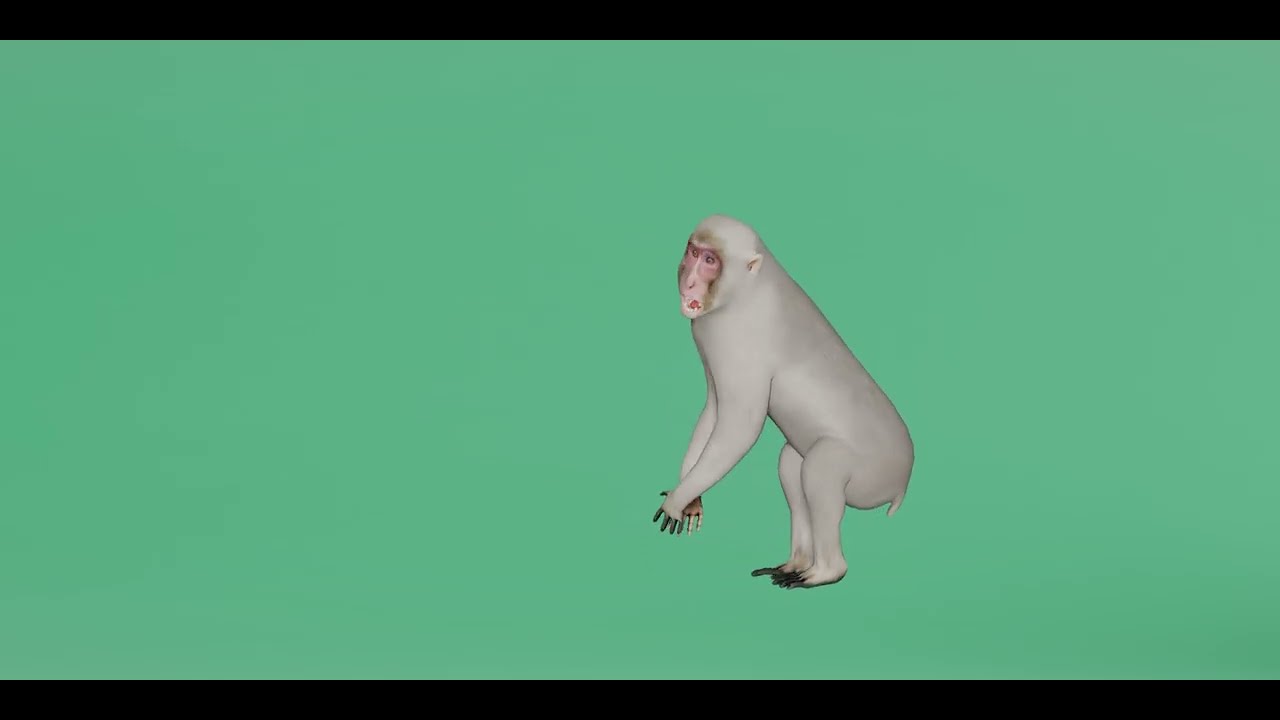 Snow Monkey Japanese Macaque