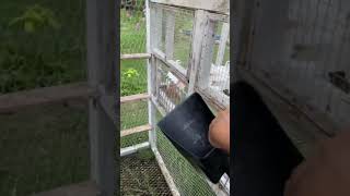 Trap training #pigeon #love #homer #loft #shorts #white #dove#release