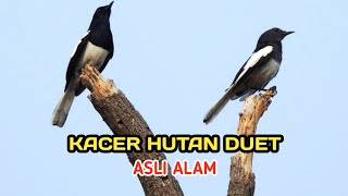 Download lagu Suara Duet Kacer Asli Langka Dari Alam mp3 Download lagu Suara Duet Kacer Asli Langka Dari Alam mp3