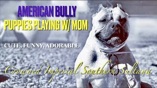 Pocket American Bully & Puppies Playing & Learning | Top Best Cute Adorable Funny Puppy Video #Dog