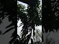 Aane Se Uske Aaye Bahaar