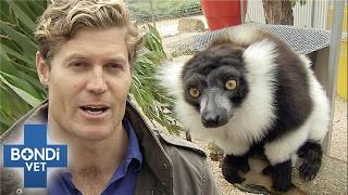 Lemur With Potentially Fatal Infection Needs Urgent Examination | Bondi Vet S6 Ep3