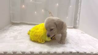 ミニチュアダックスの動画01