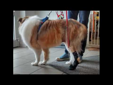 Bewegungstherapie in Osteochondrose in St. Petersburg Schmerzen im Rücken und die Beine in Diabetes