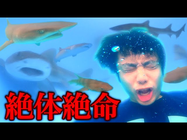日本語のサメのビデオ発音