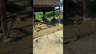 Download lagu Halo gaes kita lagi dimana gaes haha mp3