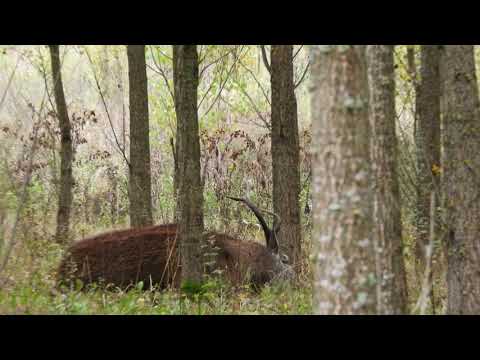 Rykowisko 2018 byk #8 śpiący król 1