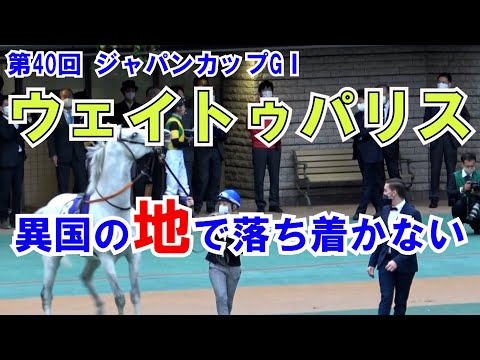 【競馬】2020 第40回 ジャパンカップGⅠフランスから参戦ウェイトゥパリス!!異国の地で落ち着かず
