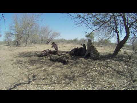 Caught on camera: Leopard feeds off lion kill