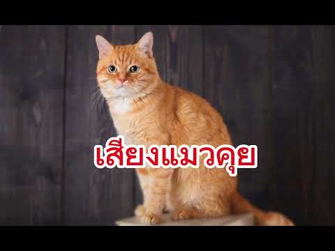 เสียงแมว พูดคุย