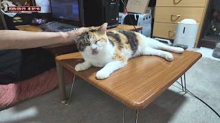 三毛猫フミちゃん  LIVE配信 #2  2026年9月23日　calico cat　(LIVE stream)