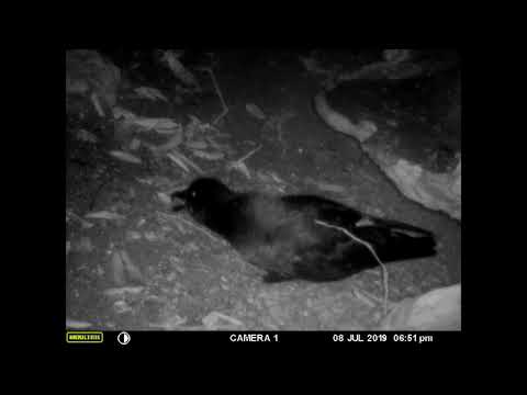 Grey-faced petrel preparing burrow