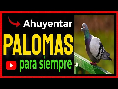 🔴 How to drive away pigeons. 👉 Fast, easy and effective method.