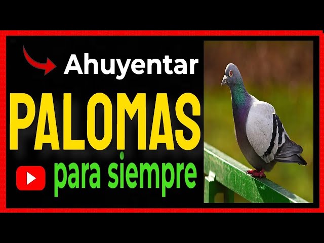 Vídeo relacionado con GMM Cuervo negro gigante realista, 43 cm, ahuyenta palomas, espantapájaros de jardín, ahuyenta palomas, repelente de palomas, repelente de pájaros, para exterior (1)