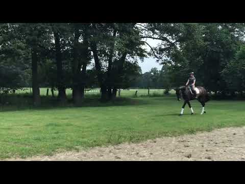 -FOR SALE-  6 jährige Stute von Foundation   x   Wolkenstein ll