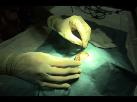 Sintomi prostatite e trattamento Cane trattare della prostata