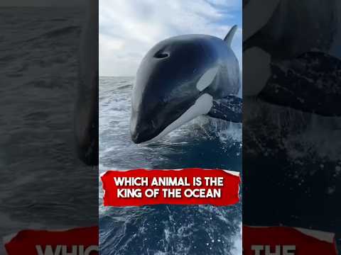 Which animal is the King of the Ocean 🌊 🐳 #animals #fyp #king #ocean #richyanimals