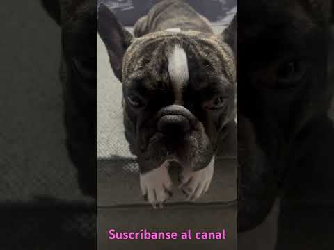 Macario 💜 #dog #viralvideo #french #frenchbulldog #funny #love