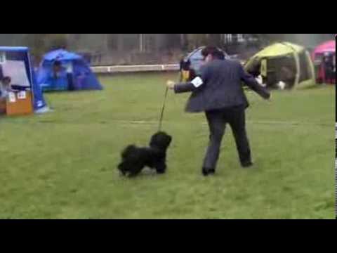 Tiibetinterrieri Kiranas Kadambari