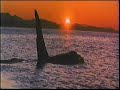 Closing To Free Willy 2000 VHS