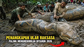 Download lagu 12 Penangkapan Ular Piton Raksasa Paling Menghebohkan di Indonesia Tahun 2026 mp3 Download lagu 12 Penangkapan Ular Piton Raksasa Paling Menghebohkan di Indonesia Tahun 2026 mp3