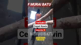 Download lagu Pancingan murai agar cepat Kawin mp3