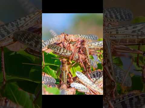 Too far away to eat? Locusts can evolve wings. #wildlife #animals #shorts