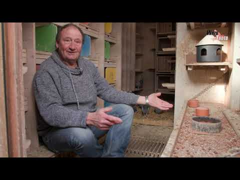 WHZB/TBOTB 2020 Winners - 1st Ace Youngbirds: W.B. de Kruijf, Woerden