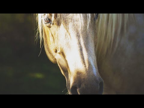 YouTube video about: What is crow hopping in horses?