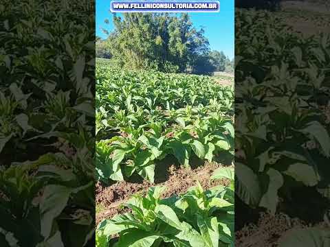 71 HECTARES VENDO PROPRIEDADE COMPLETA A UMA HORA DA CAPITAL GAÚCHA POR UM VALOR BEM ACESSÍVEL.