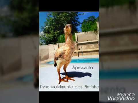 Desenvolvimento dos pintinhos