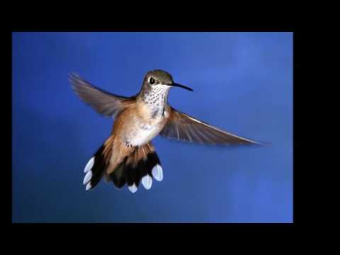 Hino 450 - VAMOS QUERIDOS ESCOLHER A BOA PARTE - Severino Joaquim