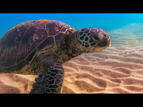 image-What does the turtle symbolize in the Hawaiian culture?