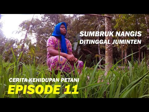 cerita-kehidupan-petaniepisode11-sumbruk-nangis-di-tinggal-juminten