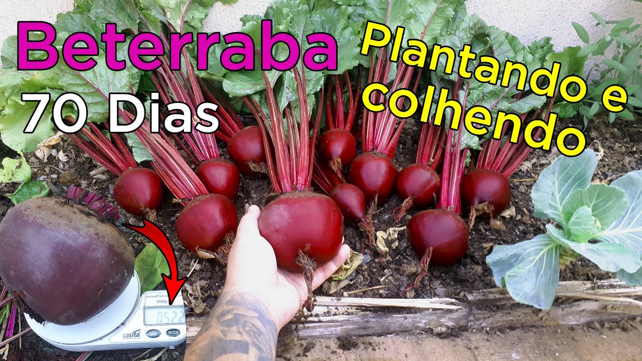 Como Plantar Beterraba Vídeo Completo Inicio Meio e Fim