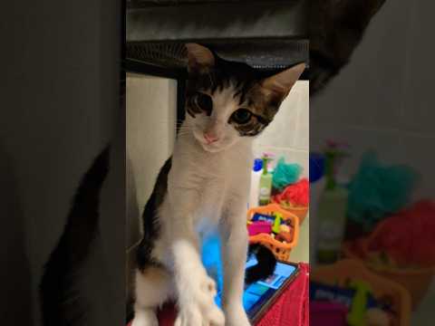 mi Carlos cantando mientras se ducha y Bili jugando conmigo #cat #gatos #cats #hijo #2025 #valencia