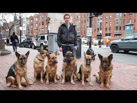 Dog Whisperer: Trainer Walks Pack Of Dogs Without A Leash