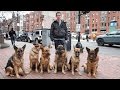 Dog Whisperer: Trainer Walks Pack Of Dogs ...