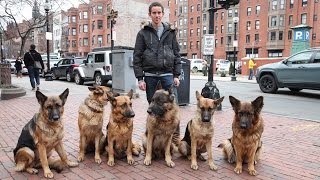 Dog Whisperer: Trainer Walks Pack Of Dogs Without A Leash