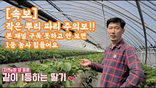 [속보]딸기 작은뿌리파리 방제 관리 시기!! 올해는 같이 재배하는 영암 농가도 상황이 좋고 ~ 양액 필터 청…