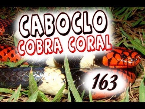 DcE 163 - [] Entidade Caboclo Cobra Coral - Médium Marcos José Felipe