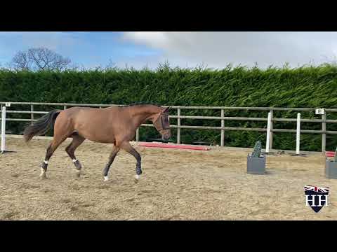 Casall x Nabab De Reve Stallion Born 2018