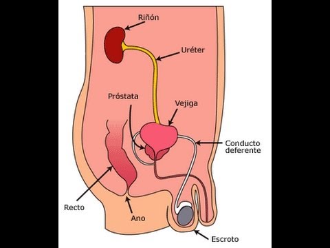 Síntomas infección urinaria en hombres y mujeres