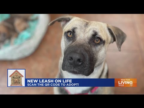 New Leash on Life: KC Royals and NYY aka "Lou"