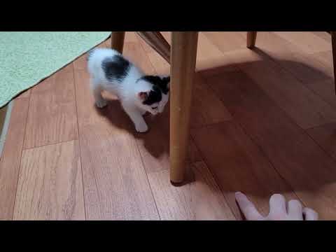 Faby's First Day at Home