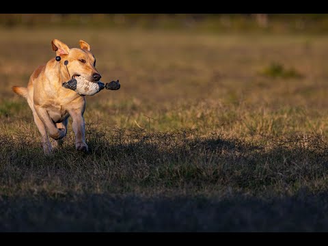 2019 SRS CROWN CHAMPIONSHIP - NATCHEZ, MS - SHOW 1