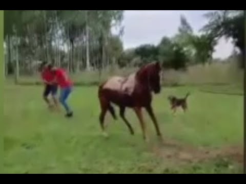 Indignación por maltrato a caballo en Yabebyry: dueño justificó el hecho como “habitual”