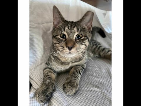 Rudy, an adopted Tabby in Brooklyn, NY_image-1