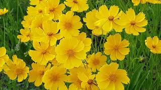 Como Relaxar a Mente em 15 minutos 