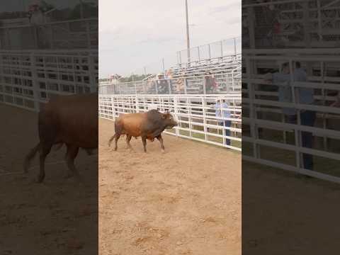 This bull is mad!